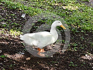 White goose on the ground