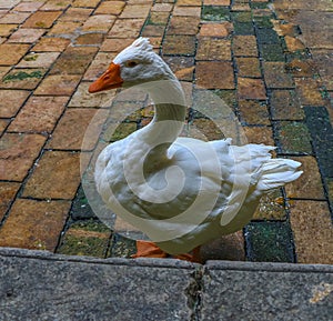 White goose on the grounds of the Catholic Cathedral in the Gothic Quarter in Barcelona