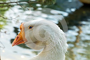 White goose, head close-up, orange beak. A bird at large near the water, looking forward. Freedom or closure concept.