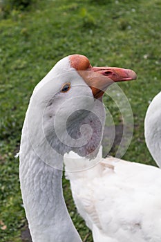 White goose with a large orange beak. Bird portrait