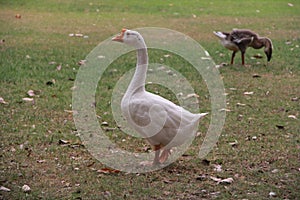 white Goose