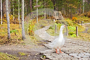 White goose with orange beaks in the park walk in search of food