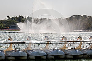 White goose paddle boats line up at station with fountain