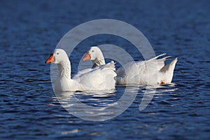 White Goose Pair Swimming on a Pond