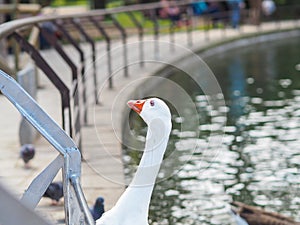 White goose photo.