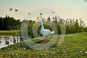 White goose on a pond