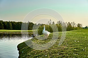 White goose on a pond