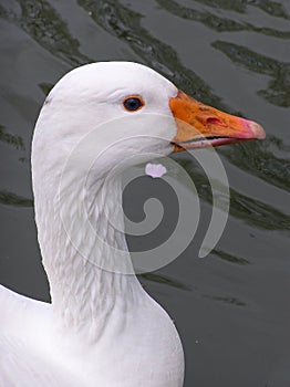 White Goose Portrait