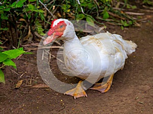 White goose portrait. Cute fat goose looking into photo camera.