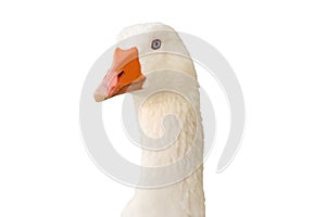 White goose portrait isolated on white.