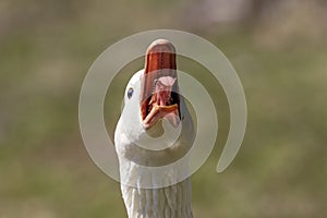 White Goose in Poughkeepsie, NY