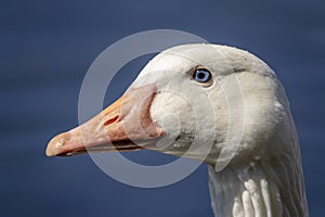 White Goose in Poughkeepsie, NY