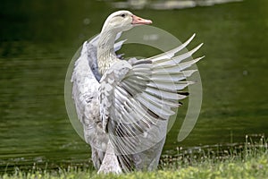 White Goose in Poughkeepsie, NY