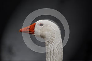 White Goose profile near the lake