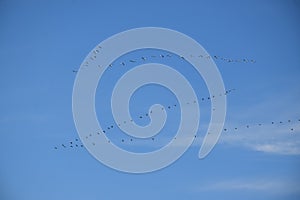 A white goose photo