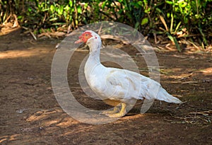 White goose with red beak. Cute fat goose looking into photo camera.
