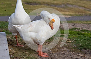 White goose relaxing with his head curled onto his body in the park