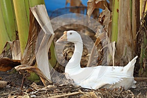 The white goose is rest in summer at banana garden