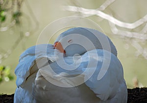 White goose resting