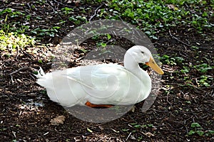 White goose resting on the ground