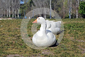 White goose resting in a meadow