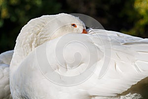 White Goose resting while standing Close up