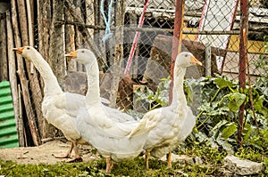 White goose on rural farm