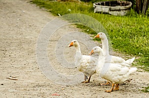 White goose on rural farm