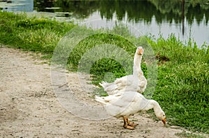 White goose on rural farm