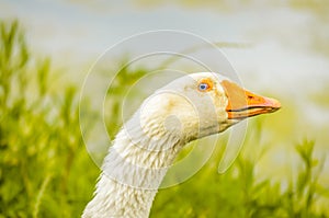 White goose on rural farm