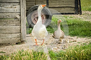 White goose on rural farm