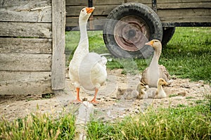 White goose on rural farm