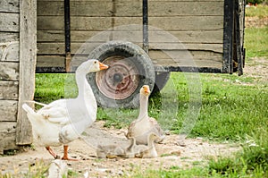 White goose on rural farm