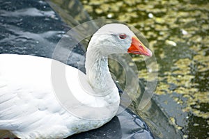 White goose sitting near a pond in Barranco Miraflores Lima Peru photo