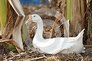 The white goose is sleep and rest in summer at banana farm garden,thailand