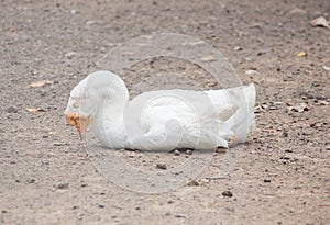 Goose sleeping on the ground