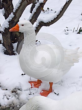 White goose in snowy landscape