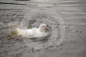 White goose splashing in the water