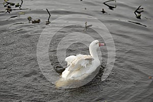 White goose splashing in the water