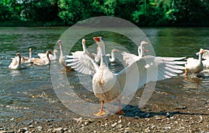 White goose spread its wings in the background of other geeses on the pond