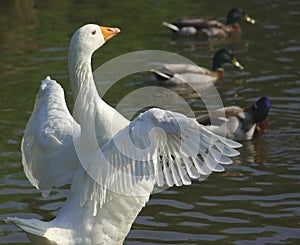 White goose spreading wings