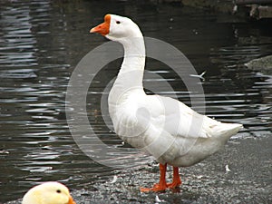 white goose standing