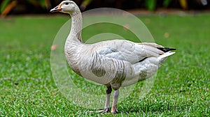 A white goose standing in a field of green grass, AI