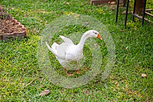 A white goose standing on the green grass Green lawn background