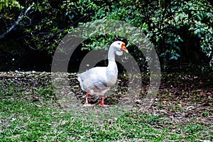 white goose standing on green grass
