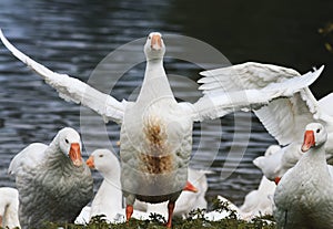 white goose standing on the shore of the pond to spread its wings