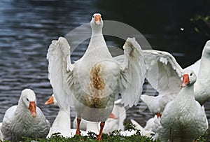 White goose standing on the shore of the pond to spread its wings