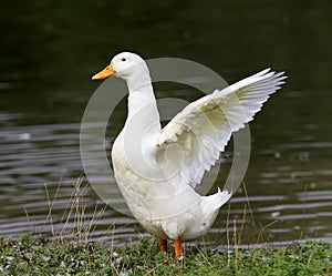 White goose standing on the shore of the pond to spread its wings