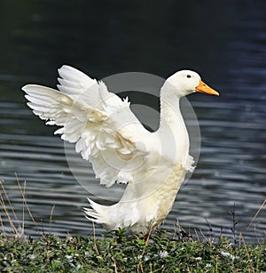 White goose standing on the shore of the pond to spread its wings