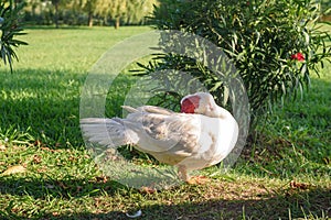 White goose stands on grass against blossoming bushes